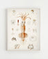 scientific squid illustration wall art